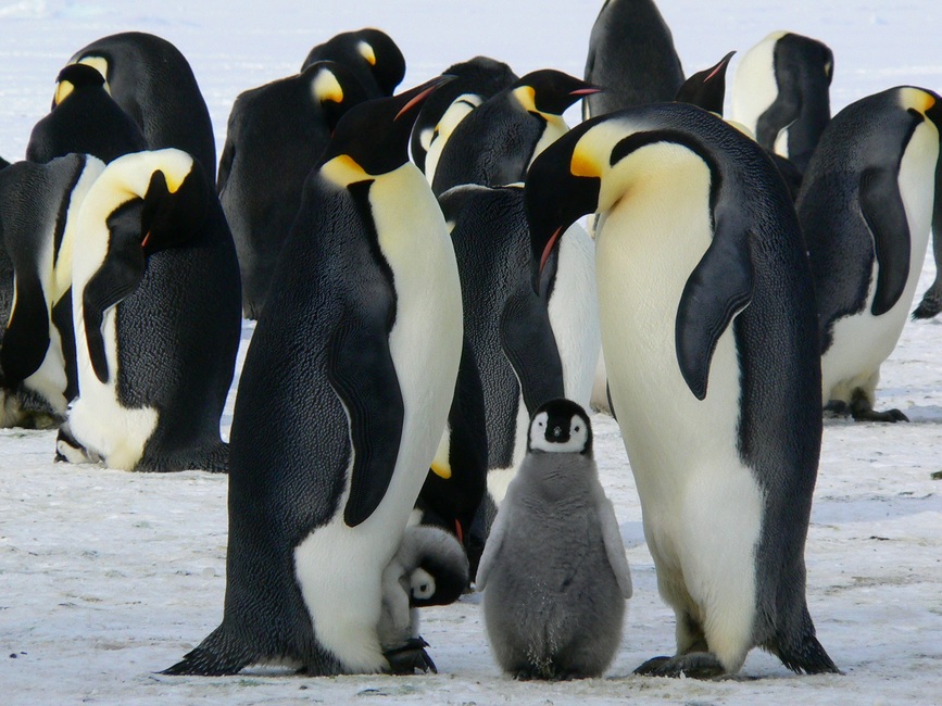 penguins-emperor-antarctic-life-52509-large