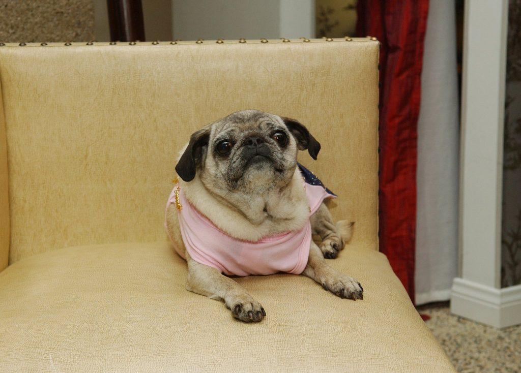 Missing-Mimi-LaRue-Tori-Spelling-Beloved-Pug-Dies