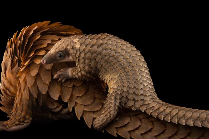 tree pangolins