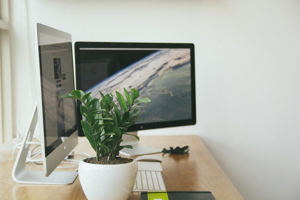 Monitors with green flowers near placed on the table